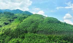 Chủ động thành lập, phát triển thị trường các-bon tại Việt Nam Chủ động thành lập, phát triển thị trường các-bon tại Việt Nam