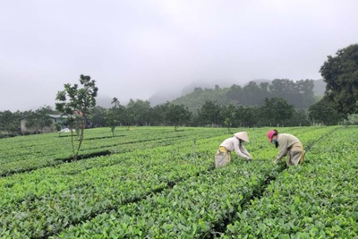 Chi phát triển kinh tế nông, lâm nghiệp bền vững gắn với bảo vệ rừng và nâng cao thu nhập cho người dân Chi phát triển kinh tế nông, lâm nghiệp bền vững gắn với bảo vệ rừng và nâng cao thu nhập cho người dân