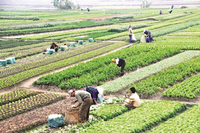 PODCAST: Miễn thuế đất nông nghiệp đến 2030: Bài toán ngân sách hay tầm nhìn phát triển bền vững?