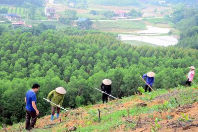 Hỗ trợ người dân hơn 167 tấn gạo để thực hiện chăm sóc, bảo vệ rừng
