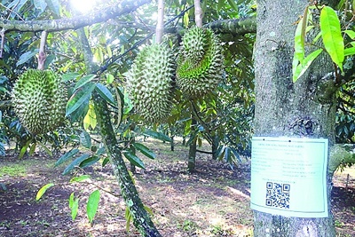 Sẽ có hướng dẫn quản lý mã số vùng trồng và mã số cơ sở đóng gói 