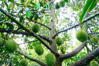 Sầu riêng có nguy cơ bị loại khỏi thị trường, VINACAM đề xuất xem xét xử lý thông tin Cadimi trong phân bón DAP