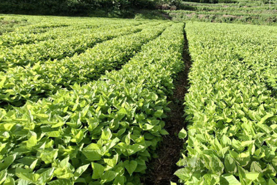 Trồng dâu, nuôi tằm - Mô hình sinh kế bền vững cho bà con vùng cao Trồng dâu, nuôi tằm - Mô hình sinh kế bền vững cho bà con vùng cao