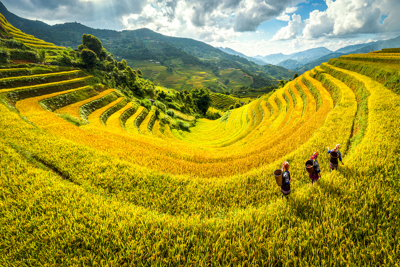 TỔNG ĐIỀU TRA NÔNG THÔN, NÔNG NGHIỆP - CƠ SỞ XÂY DỰNG CHIẾN LƯỢC, CHÍNH SÁCH PHÁT TRIỂN NÔNG THÔN GIÀU MẠNH, NÔNG NGHIỆP BỀN VỮNG