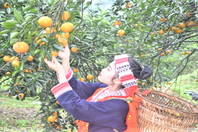 Tuyên Quang đảm bảo thực hiện thành công Tổng Điều tra nông thôn, nông nghiệp năm 2025 Tuyên Quang đảm bảo thực hiện thành công Tổng Điều tra nông thôn, nông nghiệp năm 2025