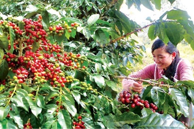 Ngành cà phê kỳ vọng đạt 7 tỷ USD trong năm 2025