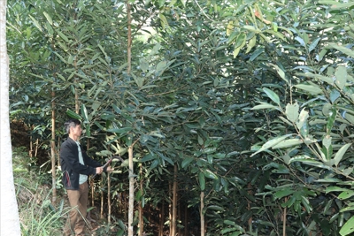 Chính sách dân tộc tạo lực đẩy giảm nghèo bền vững cho tỉnh Lạng Sơn Chính sách dân tộc tạo lực đẩy giảm nghèo bền vững cho tỉnh Lạng Sơn