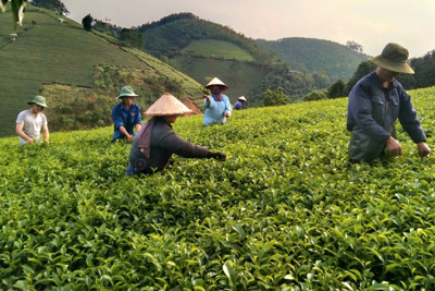 Tháo gỡ khó khăn trong sắp xếp lại hoạt động của các công ty nông, lâm nghiệp Tháo gỡ khó khăn trong sắp xếp lại hoạt động của các công ty nông, lâm nghiệp