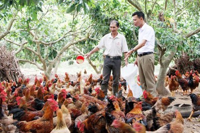 Tín dụng chính sách tiếp sức giúp người nghèo vươn lên Tín dụng chính sách tiếp sức giúp người nghèo vươn lên