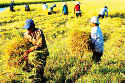 Làm rõ đối tượng, điều kiện miễn thuế sử dụng đất nông nghiệp đến năm 2030