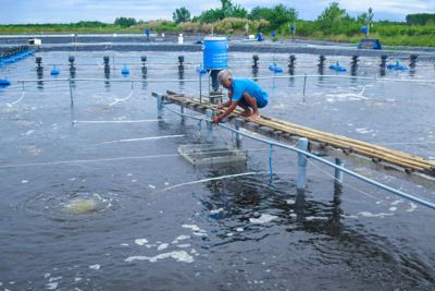 Cà Mau: Các tổ chức tín dụng hỗ trợ vốn kịp thời cho hộ kinh doanh và doanh nghiệp Cà Mau: Các tổ chức tín dụng hỗ trợ vốn kịp thời cho hộ kinh doanh và doanh nghiệp