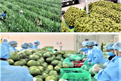 Đối ngoại ngành Nông nghiệp và Môi trường phải sòng phẳng và hiệu quả