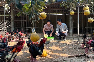 Hưng Yên: Phát huy hiệu quả mô hình kinh tế tập thể, nòng cốt là hợp tác xã Hưng Yên: Phát huy hiệu quả mô hình kinh tế tập thể, nòng cốt là hợp tác xã
