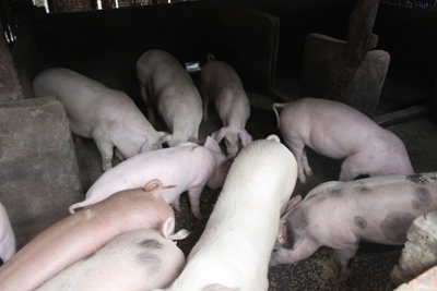 Giá thịt lợn hơi giảm do nguồn cung tăng