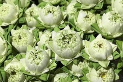 Đồ lễ ngày Rằm tháng Giêng: Hoa sen trắng, dịch vụ đồ lễ đắt khách