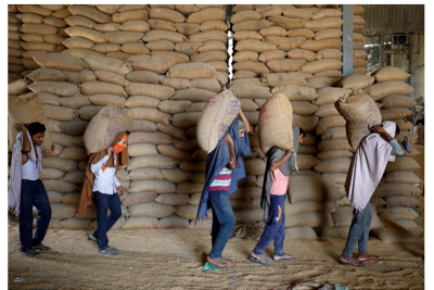 Ấn Độ cân nhắc gia hạn lệnh cấm xuất khẩu lúa mì