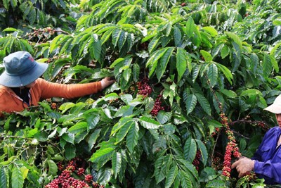 Hỗ trợ phí bảo hiểm cho cây cà-phê và hồ tiêu tại Đắk Nông