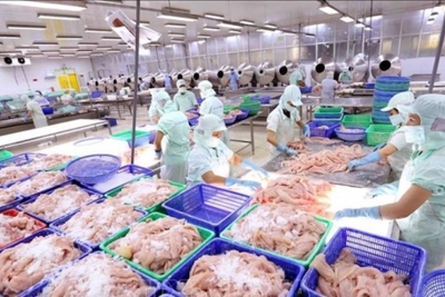 “Gỡ khó” cho cá tra tại các thị trường trọng điểm
