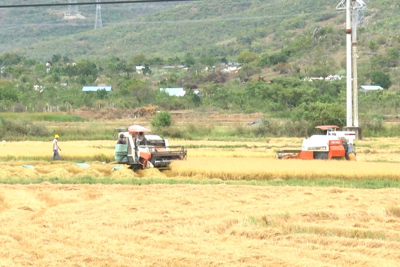 Giá lúa tăng, nông dân phấn khởi