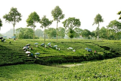 Phát triển du lịch nông nghiệp, nông thôn bền vững ở Việt Nam