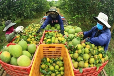 Hợp đồng nông nghiệp ở các hợp tác xã: Giải pháp ổn định thị trường nông sản
