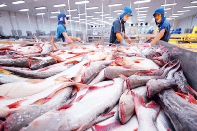 Doanh nghiệp cá tra "rộng cửa" xuất khẩu năm 2024