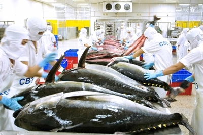 Nhiều yếu tố kìm hãm xuất khẩu cá ngừ