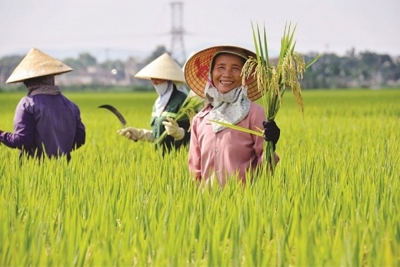 Gạo Việt Nam gia tăng cơ hội xuất khẩu sang thị trường Indonesia