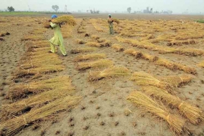 Các hạn chế xuất khẩu gạo của Ấn Độ tiếp tục làm gián đoạn thị trường
