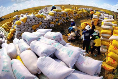 Philippines có thể giảm nhập khẩu gạo do nguồn cung nội địa tăng