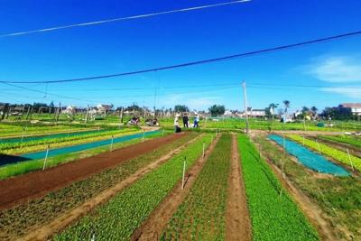 Du lịch nông nghiệp với quảng bá chuỗi cung ứng nông sản Việt Nam