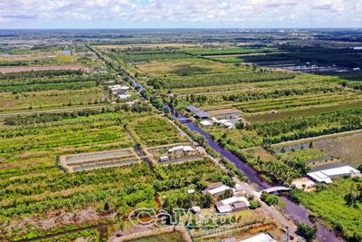 Cà Mau chậm cổ phần hoá các công ty lâm nghiệp
