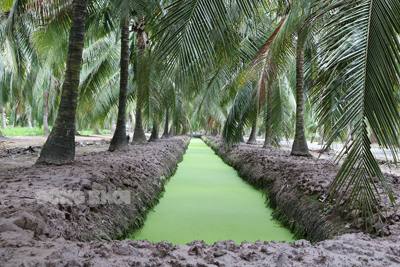 Bến Tre diện tích trồng dừa tăng lên hơn 77,2 ngàn ha