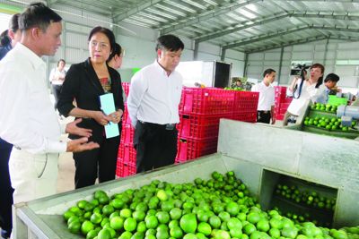 “Chắp cánh” cho nông sản Việt ra thị trường thế giới 