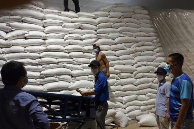 Nhiều khả năng xuất khẩu gạo tăng cao