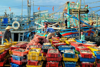 Khắc phục tình trạng khai thác thủy sản bất hợp pháp tỉnh Bình Định