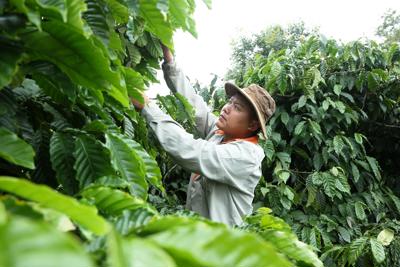 Đắk Lắk phát triển cà phê cảnh quan bền vững