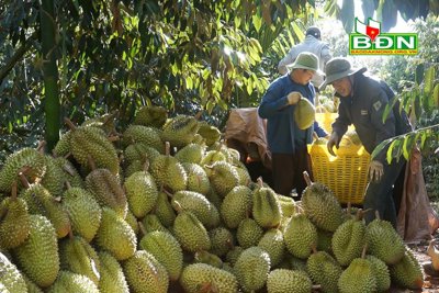 Nông dân Ðắk Nông mong có mã vùng trồng sầu riêng