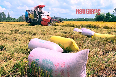 Hướng tới nông nghiệp xanh, chuyển sang mô hình lúa gạo carbon thấp