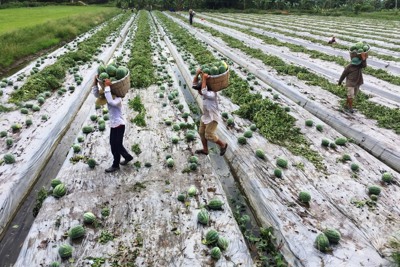 Kết nối cung cầu, thúc đẩy tiêu thụ nông sản tại tỉnh Long An