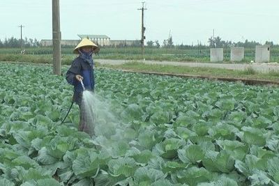 Sản xuất rau theo tiêu chuẩn VietGap ở Nghệ An