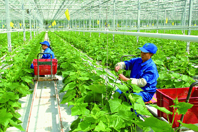 Phát triển thị trường tiêu thụ nhằm thu hút vốn đầu tư vào nông nghiệp tại Nghệ An