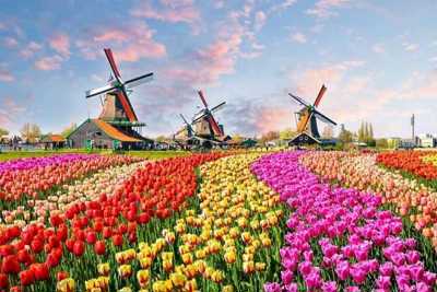 [Video] Sắc màu xuân bung tỏa trên cánh đồng hoa tulip Hà Lan