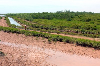 Những hoạt động làm suy thoái các vùng đất ngập nước ở Việt Nam
