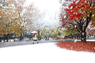[Video] Mưa tuyết bất thường phủ trắng Tokyo mùa anh đào nở