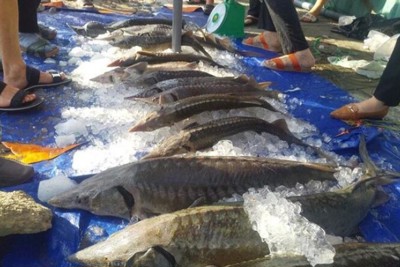 Kiểm soát chặt chẽ các lô hàng cá tầm nhập khẩu vào Việt Nam