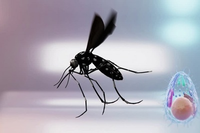 [Video] Phát hiện nấm ký sinh ngăn muỗi truyền bệnh sốt rét