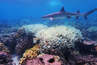 Thử nghiệm kỹ thuật "làm sáng mây", cứu quần thể san hô Great Barrier
