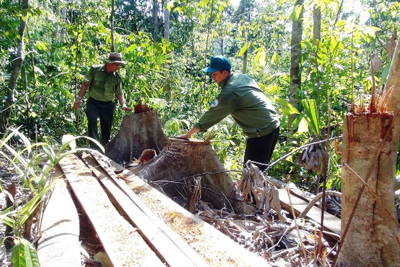 [Video] Khởi tố vụ lâm tặc mở đường để phá rừng ở Phú Yên