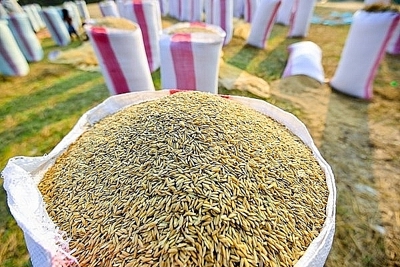  Giá gạo nguyên liệu có xu hướng giảm mạnh